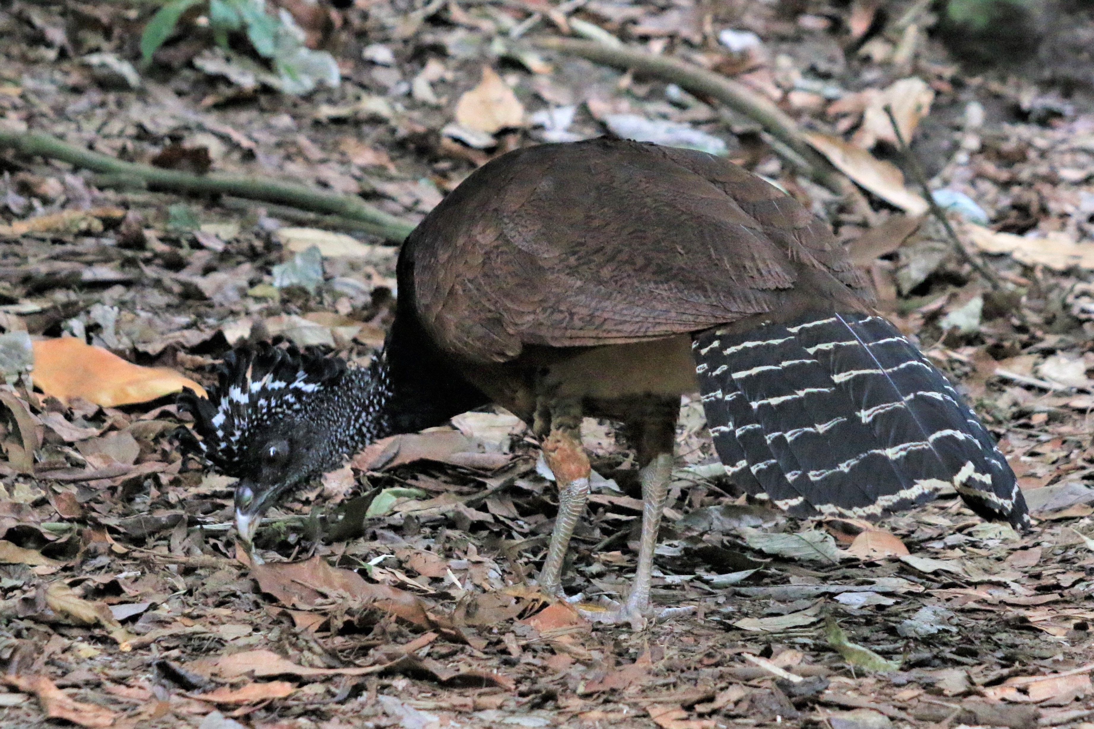 Costa Rica